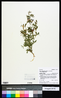 Vicia americana subsp. minor image