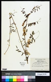 Vicia caroliniana image