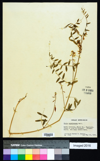 Vicia caroliniana image