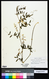 Vicia caroliniana image