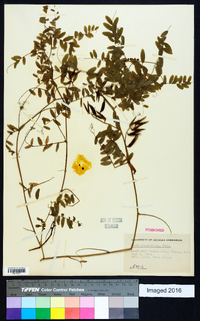 Vicia caroliniana image