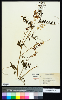 Vicia caroliniana image