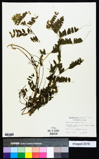 Vicia caroliniana image