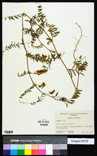 Vicia villosa subsp. varia image