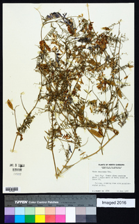 Vicia villosa subsp. varia image