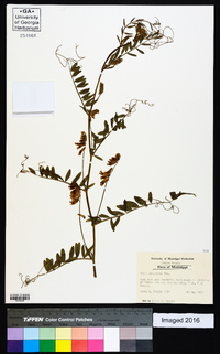 Vicia villosa subsp. varia image