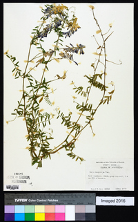 Vicia villosa subsp. varia image
