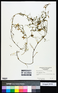 Vicia villosa subsp. varia image
