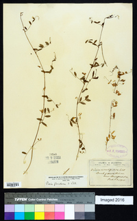 Vicia floridana image