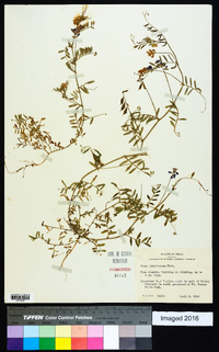 Vicia ludoviciana image