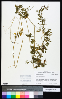 Vicia ludoviciana image