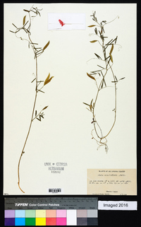 Vicia minutiflora image