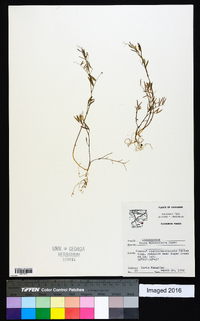 Vicia minutiflora image