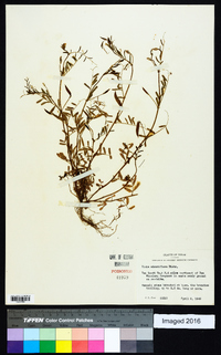 Vicia minutiflora image