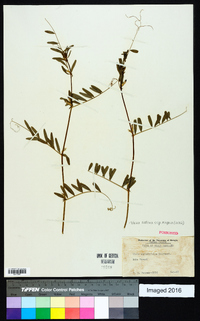 Vicia sativa subsp. nigra image