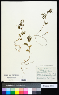 Vicia sativa subsp. nigra image