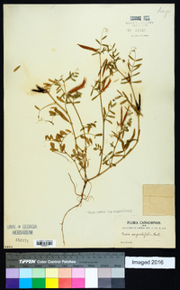 Vicia sativa subsp. nigra image