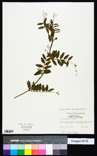 Vicia sativa subsp. nigra image