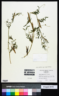 Vicia sativa subsp. nigra image