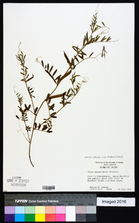 Vicia sativa subsp. nigra image