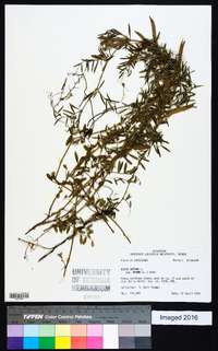 Vicia sativa subsp. nigra image