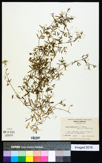 Vicia tetrasperma image