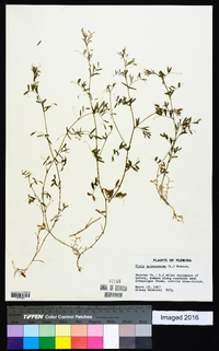 Vicia tetrasperma image