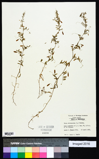 Vicia tetrasperma image