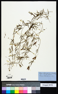 Vicia tetrasperma image