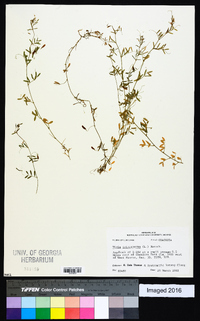 Vicia tetrasperma image