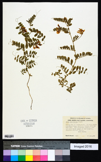 Vicia americana subsp. americana image