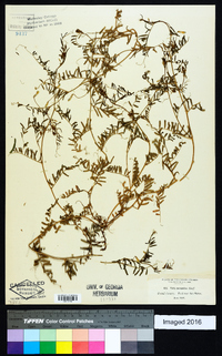 Vicia articulata image