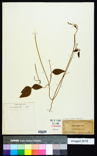 Vigna luteola image