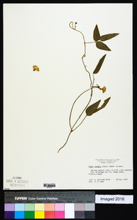 Vigna luteola image