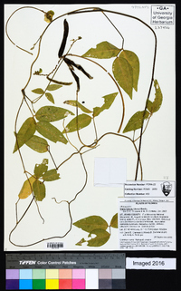 Vigna luteola image