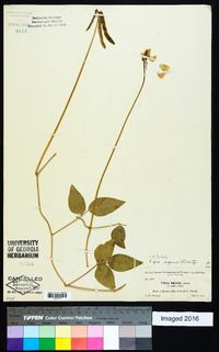 Vigna luteola image