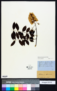 Wisteria frutescens image