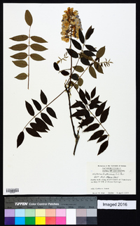 Wisteria frutescens image