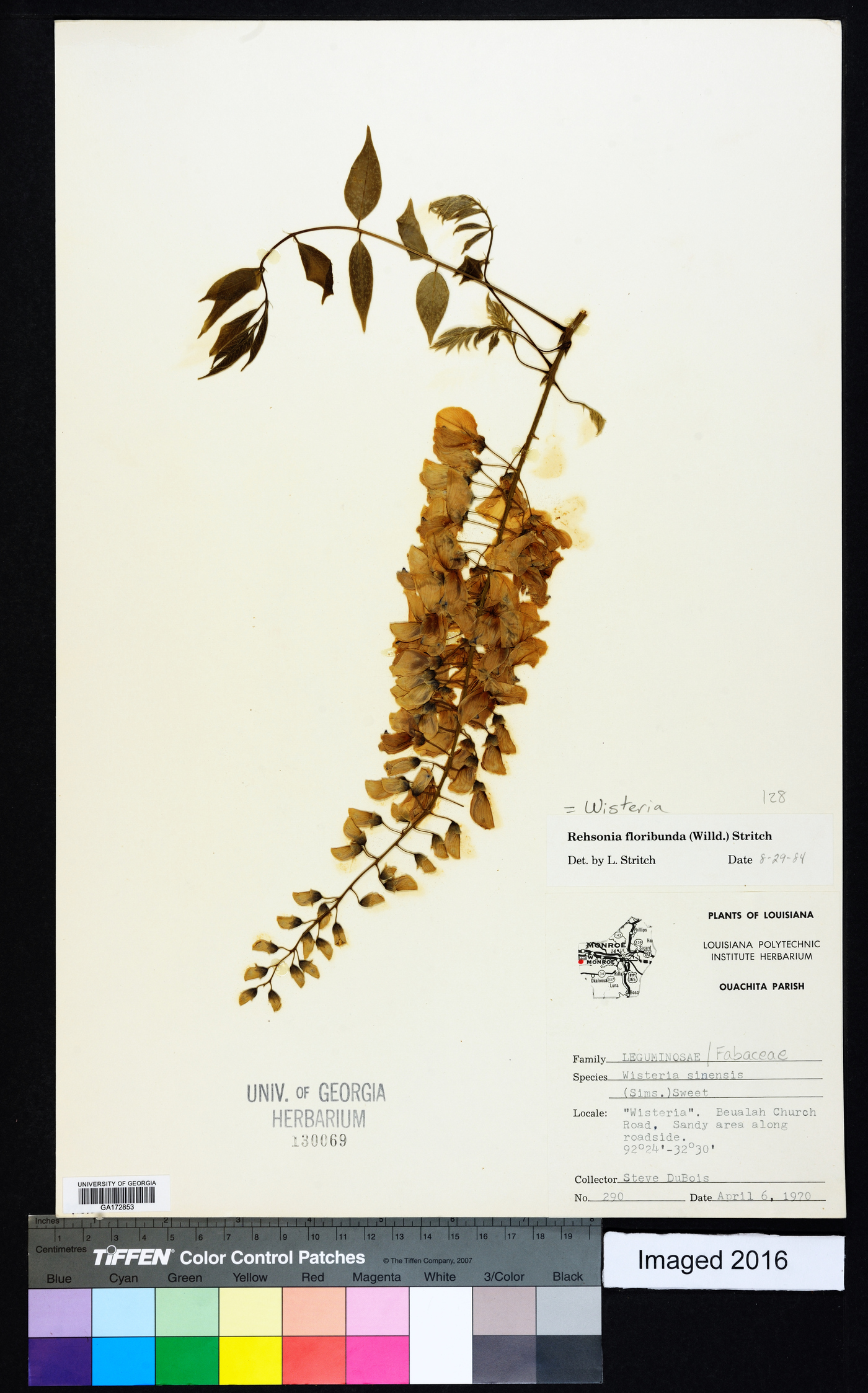 Wisteria floribunda image