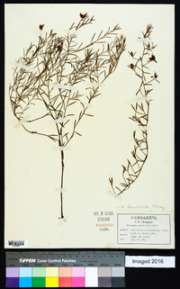 Krameria lanceolata image