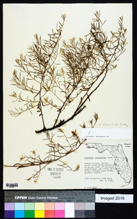 Krameria lanceolata image