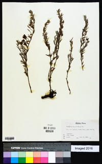 Krameria secundiflora image