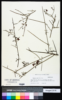 Krameria paucifolia image