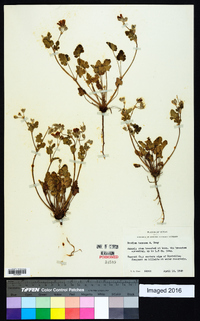 Erodium texanum image