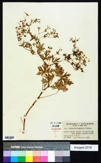 Geranium bicknellii image