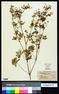 Geranium bicknellii image