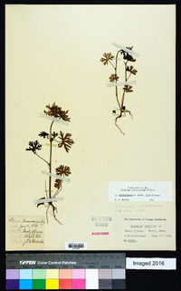 Geranium carolinianum var. carolinianum image