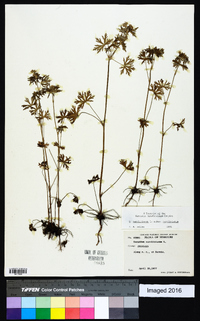 Geranium carolinianum var. carolinianum image