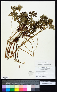 Geranium carolinianum var. carolinianum image