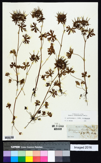Geranium carolinianum var. carolinianum image